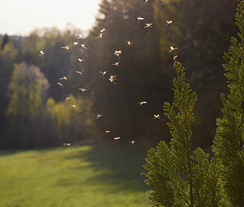 Weed Man's Mosquito Control Service
