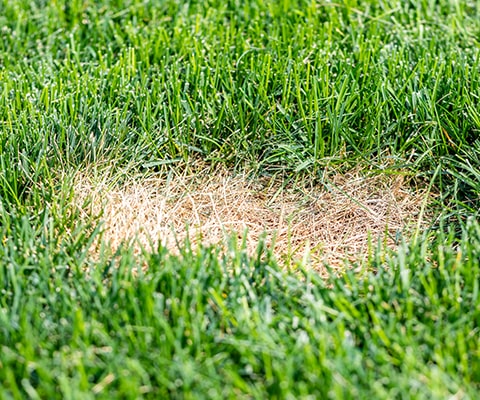 brown patch on lawn